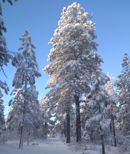 Snow hid the trail