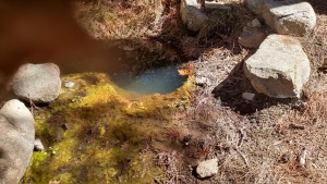 algae-covered cattle spring