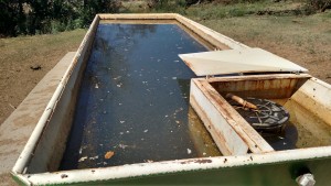 cattle trough